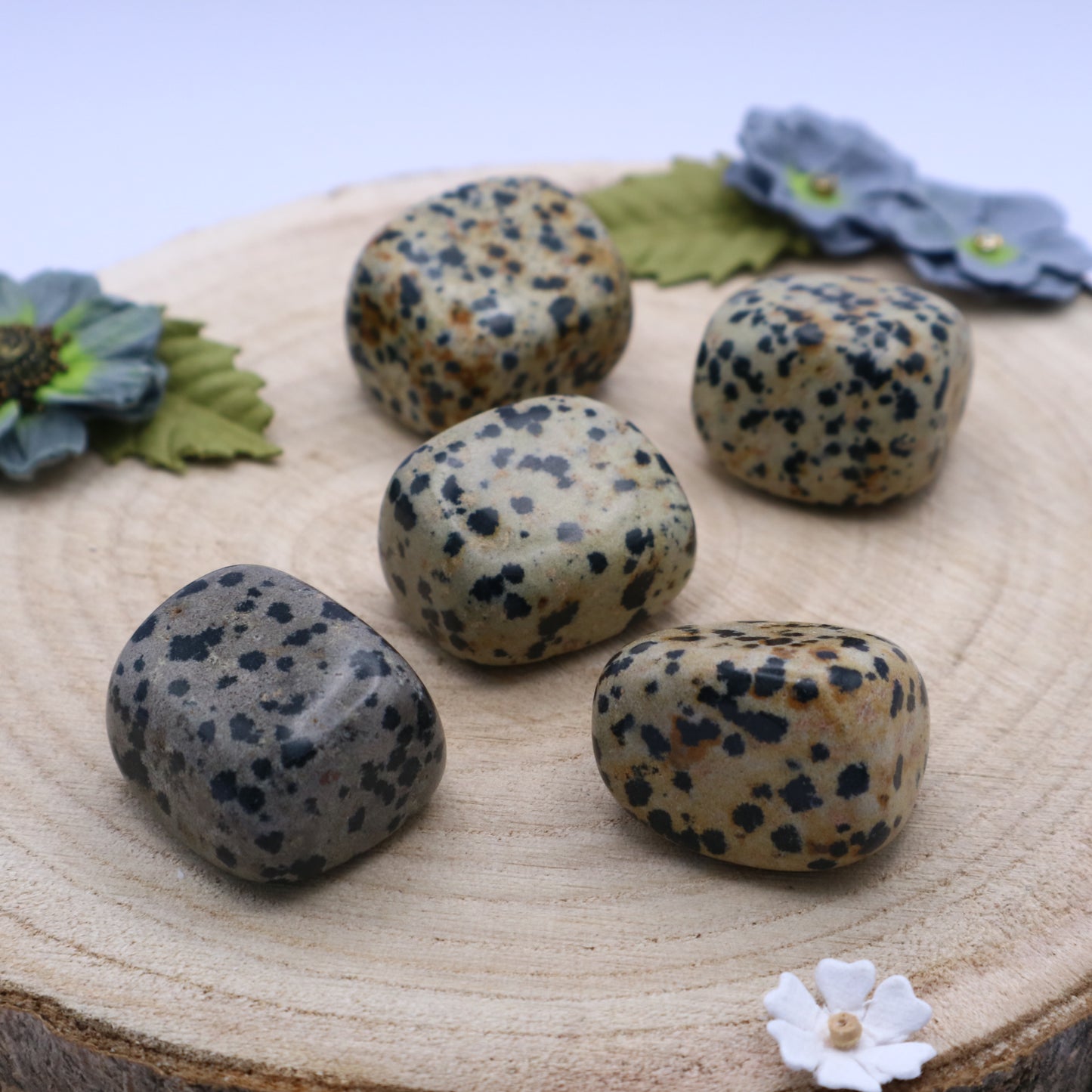 Five pieces of Dalmation Jasper crystals