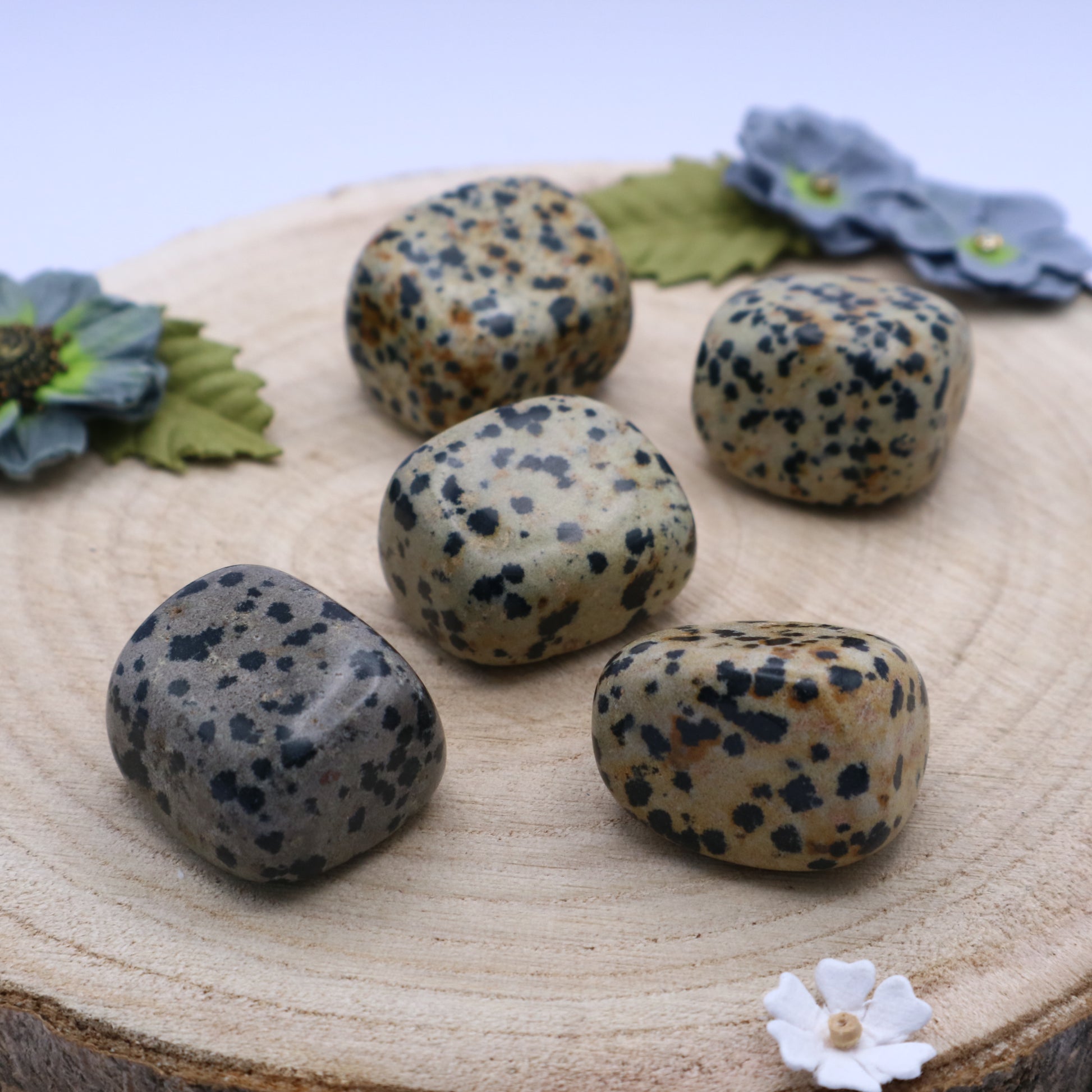 Five pieces of Dalmation Jasper crystals