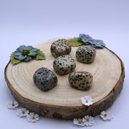 Five pieces of Dalmation Jasper crystals displayed on a piece of wood surrounded by flowers